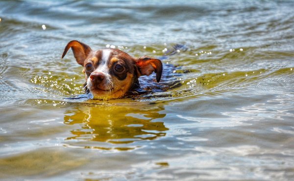 Comment démarrer une carrière de développeur de jeux vidéo ?